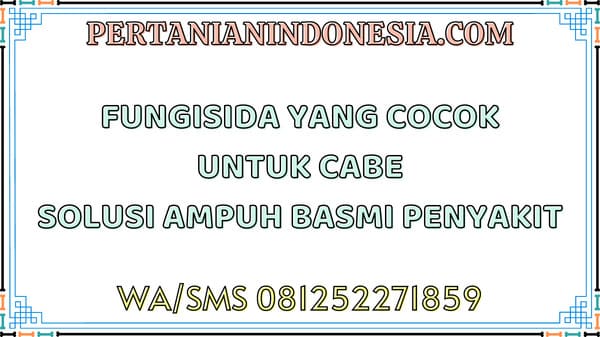 Fungisida Yang Cocok Untuk Cabe Solusi Ampuh Basmi Penyakit